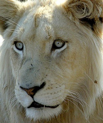 White Lion Innocence