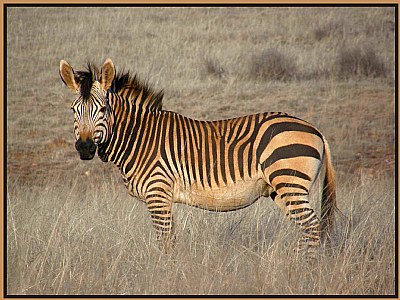  Brown Zebra Stripes