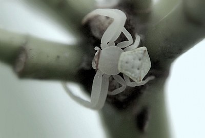 White spider