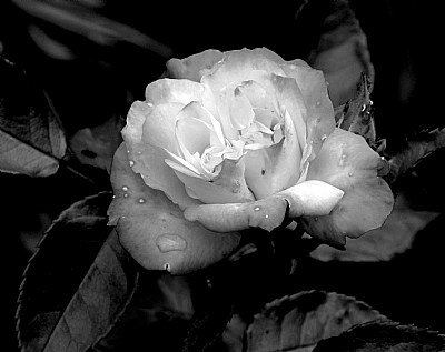 Una rosa blanca....