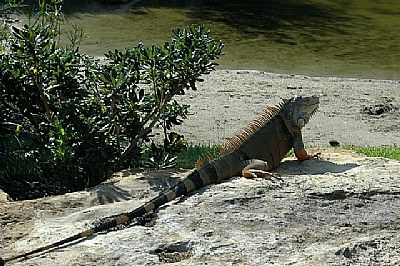 Green Iguana - IV