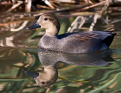 Gadwall