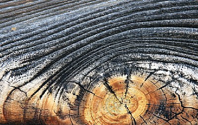 Weathered Wood Abstract No.01