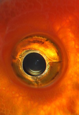 fish eye 