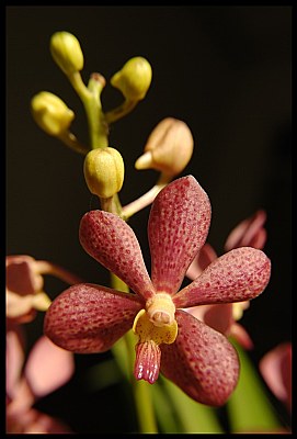 Orchid in Sun