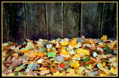 Golden and wooden