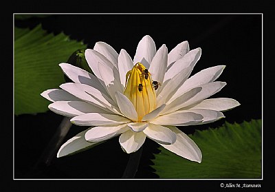 Night-Flowering Waterlily (d2777)