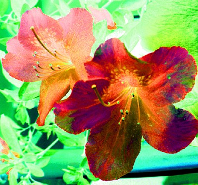 Rare Azaleas