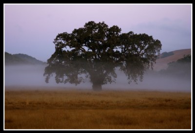 Mist and Oak