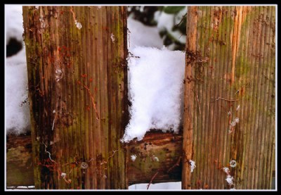 Life on wood and snow