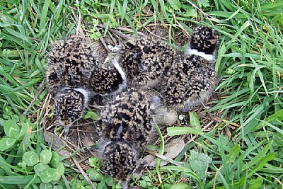 Plover Chicks