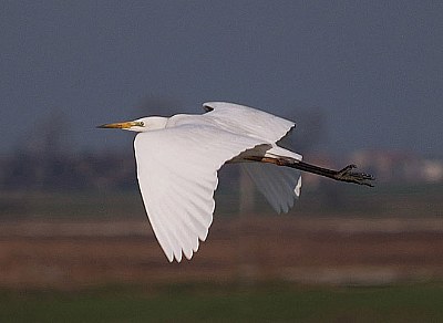 Egretta alba