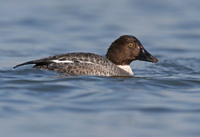 Common Golden Eye