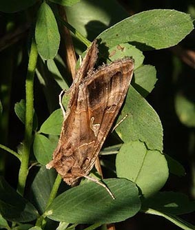 Autographa gamma