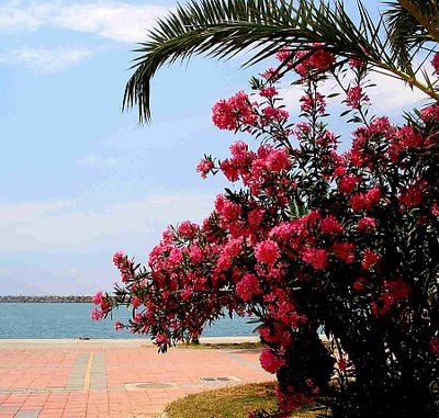 Flowers and Sea