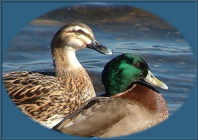 Mr & Mrs Duck
