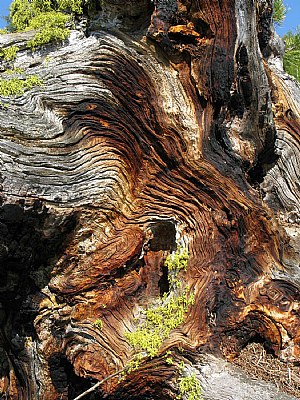 Arbre St-Luc (détail)