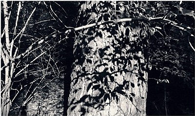 into the woods