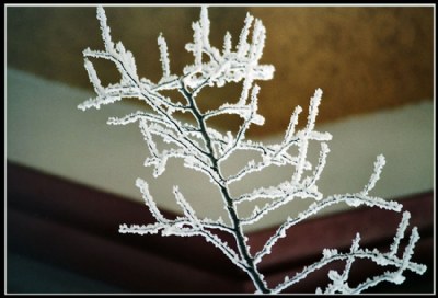 Dendrites on a dendritic object