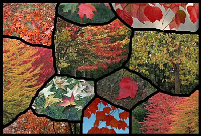 Fall Leaf Collage
