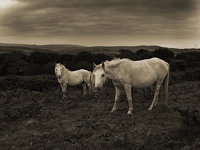 Dartmoor Ponies