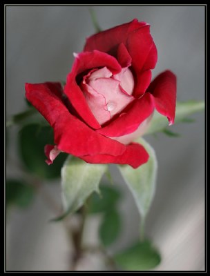 Love Rose