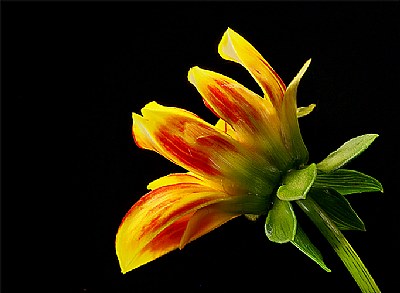 red/yellow dahlia