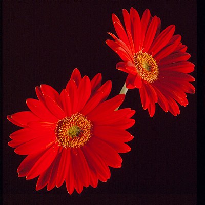 OrangeGerberas