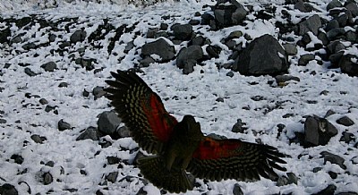 Kea - New Zealand Native Parrot