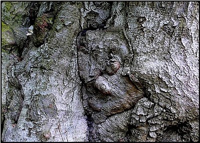 face in the tree