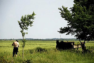 mower
