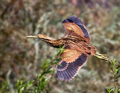 American Bittern Fly By