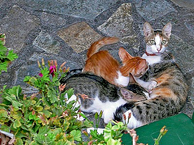Mom and Kittens