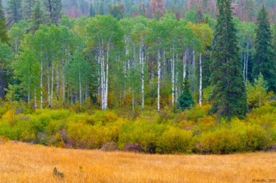 Poplars