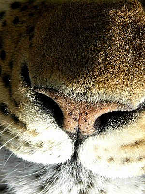 Leopard Nose