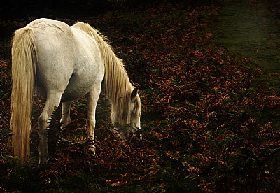 Dartmoor Ponies and Bracken