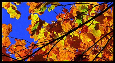 Autumn fantasy