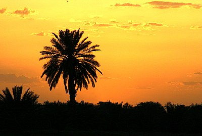 Sunset and Palm I