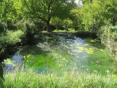 Green pool