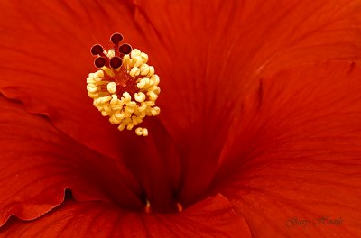 Brilliant Hibiscus