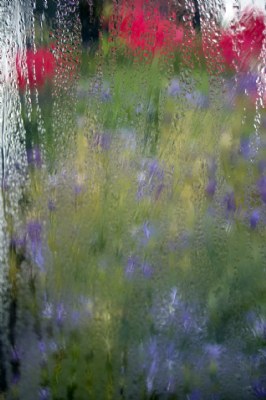 roses, blue bells and water