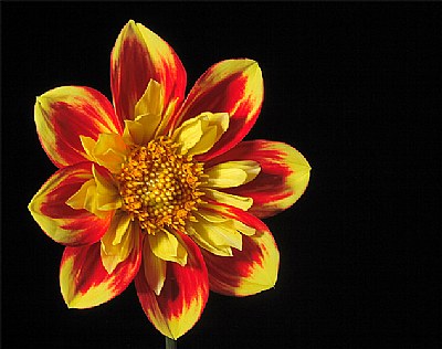 red/yellow dahlia 2