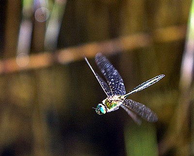 Dragonfly