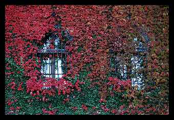 colours of Autumn #1