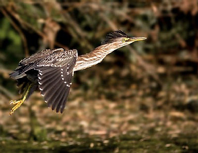 Green Heron Fly By