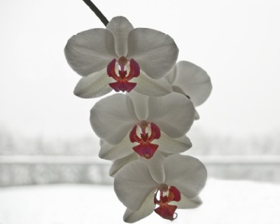 orchids over snow