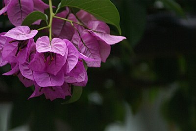 Fuschia