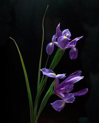 Dutch Iris