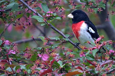 Grosbeak in CrabApple Tree