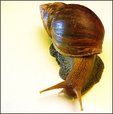 Snail